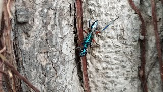 Emerald Cockroach Wasp Ampulex compressa [upl. by Altman439]