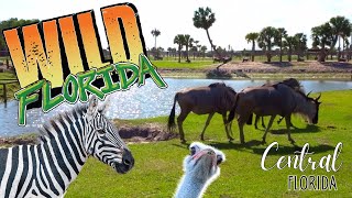 Wild Florida Drive Thru Safari amp Gator Park Review [upl. by Noslrac]