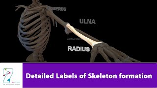 Detailed Labels of Skeleton formation [upl. by Hayes]