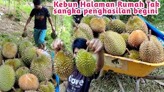 Gadis Sabah  Panen Hasil Durian Tanam Di Halaman Rumah Ini HasilnyaAgak Lumayan [upl. by Hands952]