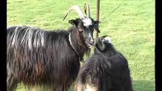 Dutch Landrace Goat Goats [upl. by Asaph774]