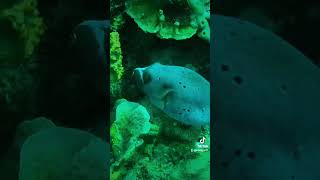 Dogface Pufferfish [upl. by Naed]