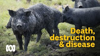 Dealing with feral hogs [upl. by Tova]