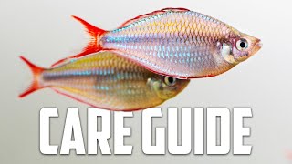 Neon Dwarf Rainbow Care Guide  Aquarium CoOp [upl. by Daub]