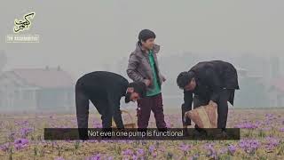 Saffron harvest season in Kashmir Famous crop in perils [upl. by Genvieve537]