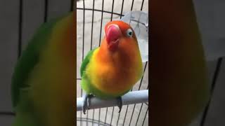 Talking Birds Parrot  Love Birds Parrot [upl. by Stclair447]