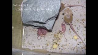 Pygmy jerboa babiesピグミージェルボアの赤ちゃん授乳２ [upl. by Ajssatsan]