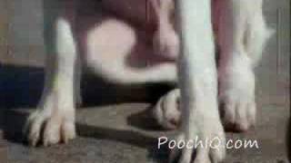 Funny smart dog commercial [upl. by Nerissa]