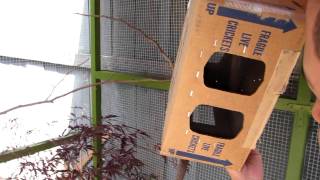 Releasing finches in homemade aviary [upl. by Larrie]