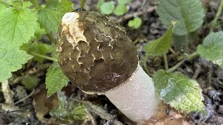 Phallus impudicus Mushroom Identification [upl. by Llekim]