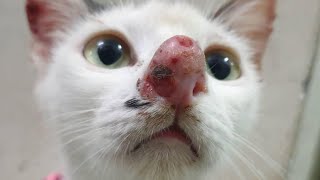 Gigantic Botfly Removed From Kittens Nose [upl. by Aprile]