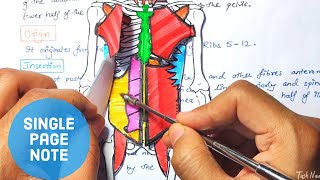 External abdominal oblique muscle Easy notes and explanation in Hindi anatomy abdominalmuscles [upl. by Enyalaj]