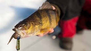 Late Ice Perch Bonanza on Lake Winnibigoshish  InDepth Outdoors TV Season 8 Episode 18 [upl. by Florenza33]