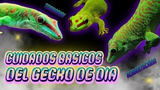 Como Cuidar A Un Gecko Diurno alimentación Terrario y Phelsuma madagascariensis grandis [upl. by Niki578]