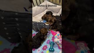 2 Shorkies amp 1 Morkie available wwwpuppyplacebiz morkie shorkiepuppies shorkie cutepuppy [upl. by Lenroc]