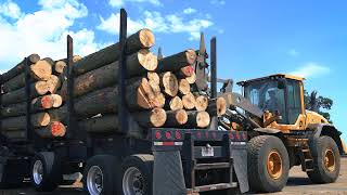 The US Sawmill How Hardwood Lumber is Made [upl. by Mackey]