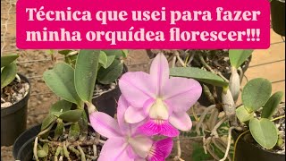 O que fazer para Cattleya walkeriana florescer [upl. by Konikow]