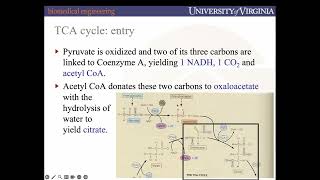 BME2104 Lecture 23 Metabolism OXPHOS Part 1 Spring 2024 [upl. by Fabian]