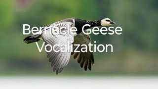 Bernacle Geese Vocalization rosellureta birds birdslover birdslife birdspecies [upl. by Kamp]