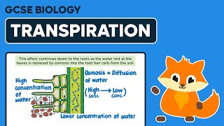 Transpiration Stream  GCSE Biology [upl. by Ettenan695]