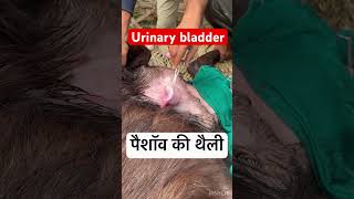 Urinary bladder l dr Umar khan [upl. by Einahpad]