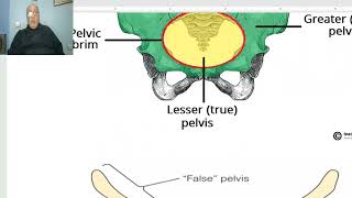 Anatomy of pelvis in Arabic 2023 5  Bony pelvis part 5 by DrWahdan [upl. by Munafo]