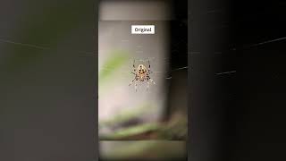 Editing pictures in Lightroom  Lightroom tutorial  Macro Photography  Macro lense for mobile [upl. by Shayn]