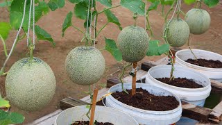 How to grow melons easily with high productivity in plastic containers for beginner [upl. by Ambrosi]