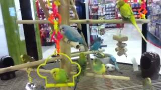 budgiesparakeets at Petco [upl. by Maddis]