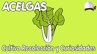 ACELGAS  Cultivo recolección y curiosidades [upl. by Yeffej]