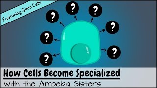 How Cells Become Specialized Featuring Stem Cells [upl. by Hogen]