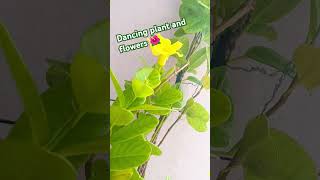 Dancing plantflowersplants gardenyoutubeshortsshortsdancemusicremixytshortsviralvideosub [upl. by Dionisio]