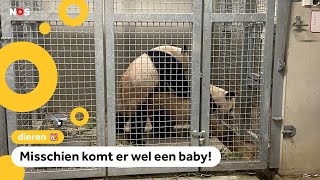 Pandas die paren waarom is dat nieuws [upl. by Neliac]