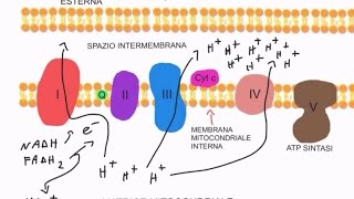 CORSO DI BIOCHIMICA  LEZIONE 15 DI 47  FOSFORILAZIONE OSSIDATIVA  PARTE 1 [upl. by Jeane]