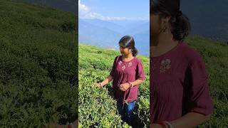 Sikkim Tea Garden 😊 shorts teagarden sikkimtour hindudeitydureoiakashmeseche [upl. by Kaiser232]