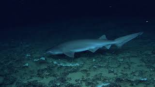 Bluntnose Sixgill Shark [upl. by Ahsienom284]