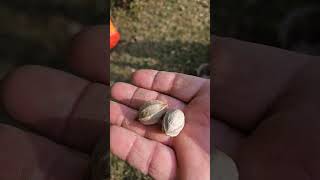 Homestead Foraging Shagbark hickory many uses [upl. by Attej697]