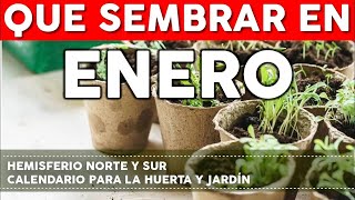 Calendario de Siembra 2024 Que sembrar en ENERO en el Huerto de Invierno y de Verano [upl. by Shirk]