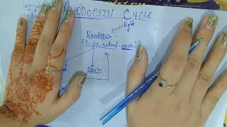 Rhodopsin cycle Easy to get [upl. by Ynelram]