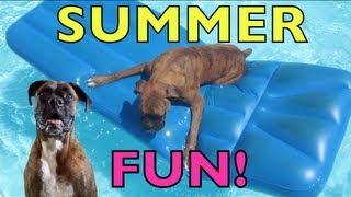 Brock the Boxer Dog SUMMER FUN [upl. by Eicrad]