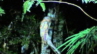 Amazonian Longtailed Potoo Nyctibius aethereus longicaudatus [upl. by Gereld]