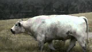 Bellowing British White Bull [upl. by Stanleigh]