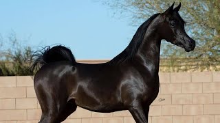 Arabian horse videos compilation  3  💕❤️ 2021 Try not to watch it till the end [upl. by Chor563]