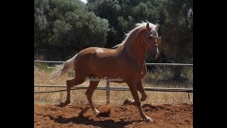 Außergewöhnlicher PRE Palomino Wallach Paco Martí [upl. by Downes]