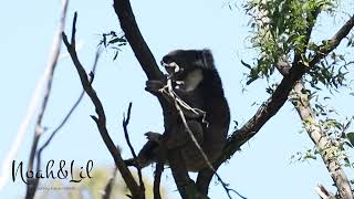 Male Koala bellowing [upl. by Sargent]