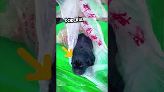 Alguém abandonou esse filhote de cachorro em um saco de lixo…💔 shorts [upl. by Ewnihc908]