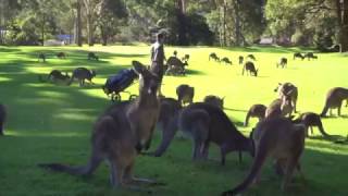 Fleet of Kangaroos Land on Golf Course [upl. by Zetneuq]