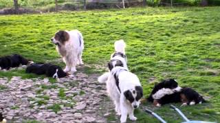 Nos chiens  Matin des Pyrénées  bouvier bernois [upl. by Con]