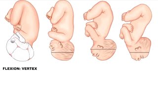 Fetal Skull Diameters Made Easy  Obstetrics [upl. by Steddman]