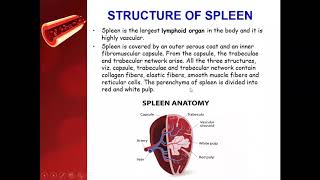 Reticuloendothelial system or Macrophages System  Spleen  Lymph nodes [upl. by Vallery557]